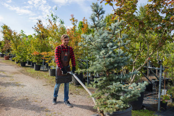 Tree and Shrub Care